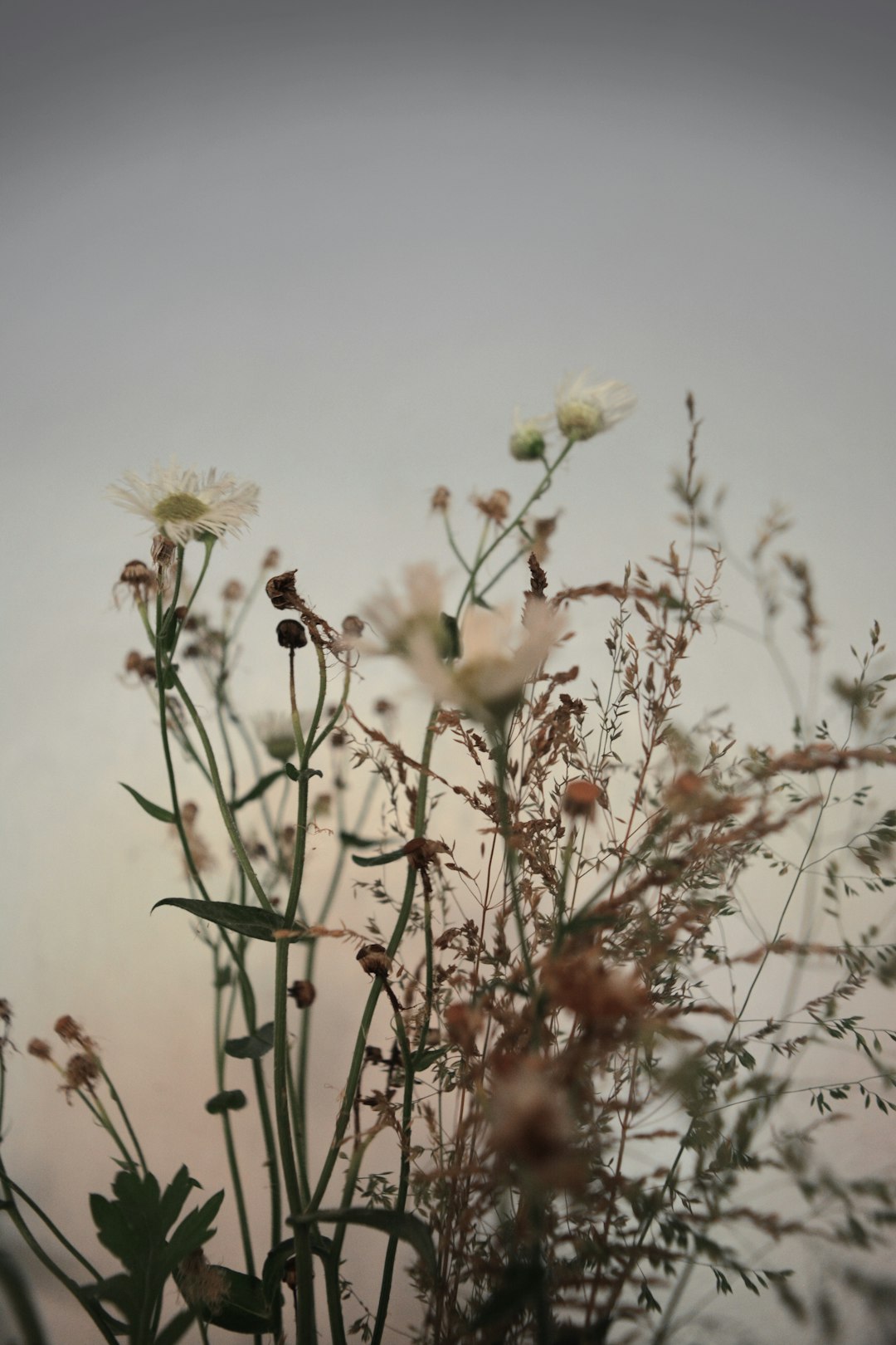 Botanicals